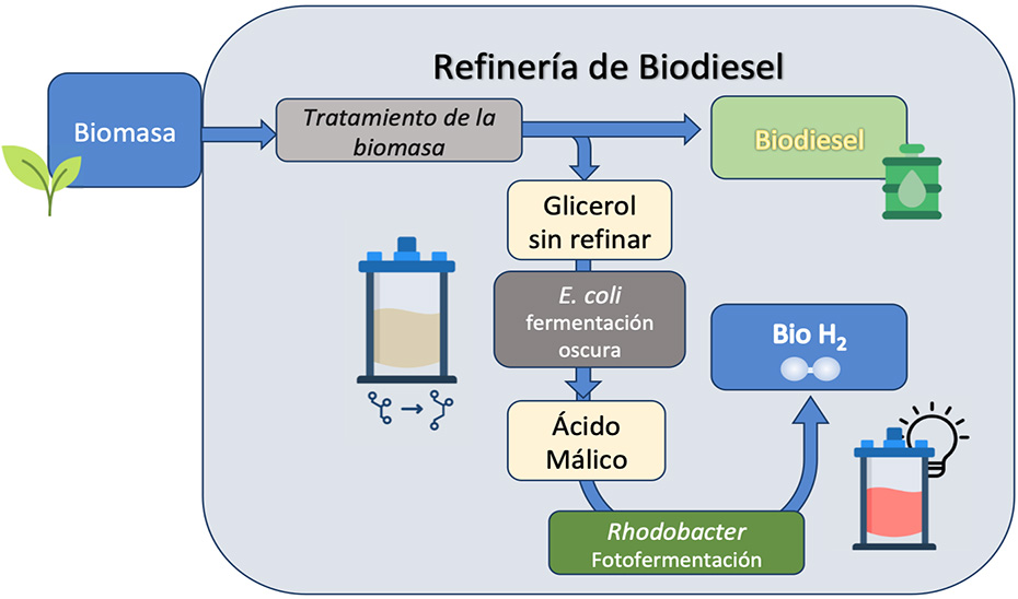 Refiner&iacute;a de Biodiesel.