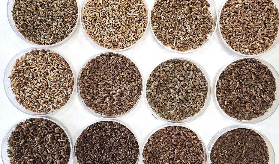 Diferentes muestras de grano.