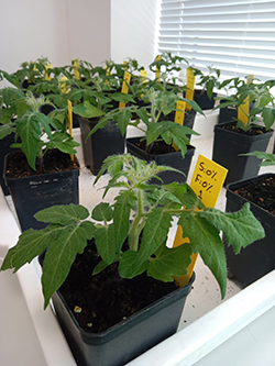 Plantas objeto del an&aacute;lisis.