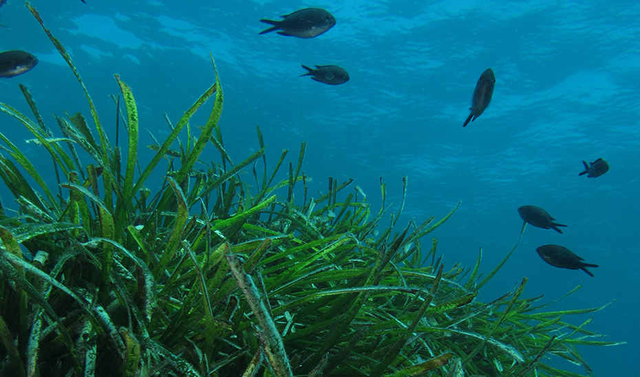Pradera de Posidonia en Los Escullos (Almería).