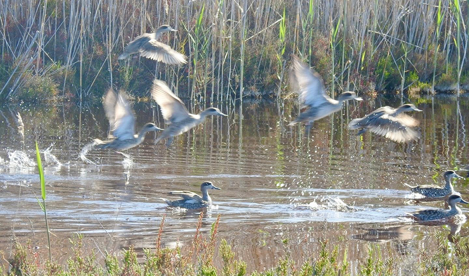 Vuelo de los ejemplares de cerceta pardilla liberados en el Paraje Natural de Punta Entinas-Sabinar (Archivo. Foto: Adrián Cobo).